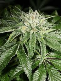 Mass Medical Strains – Triangle BX2