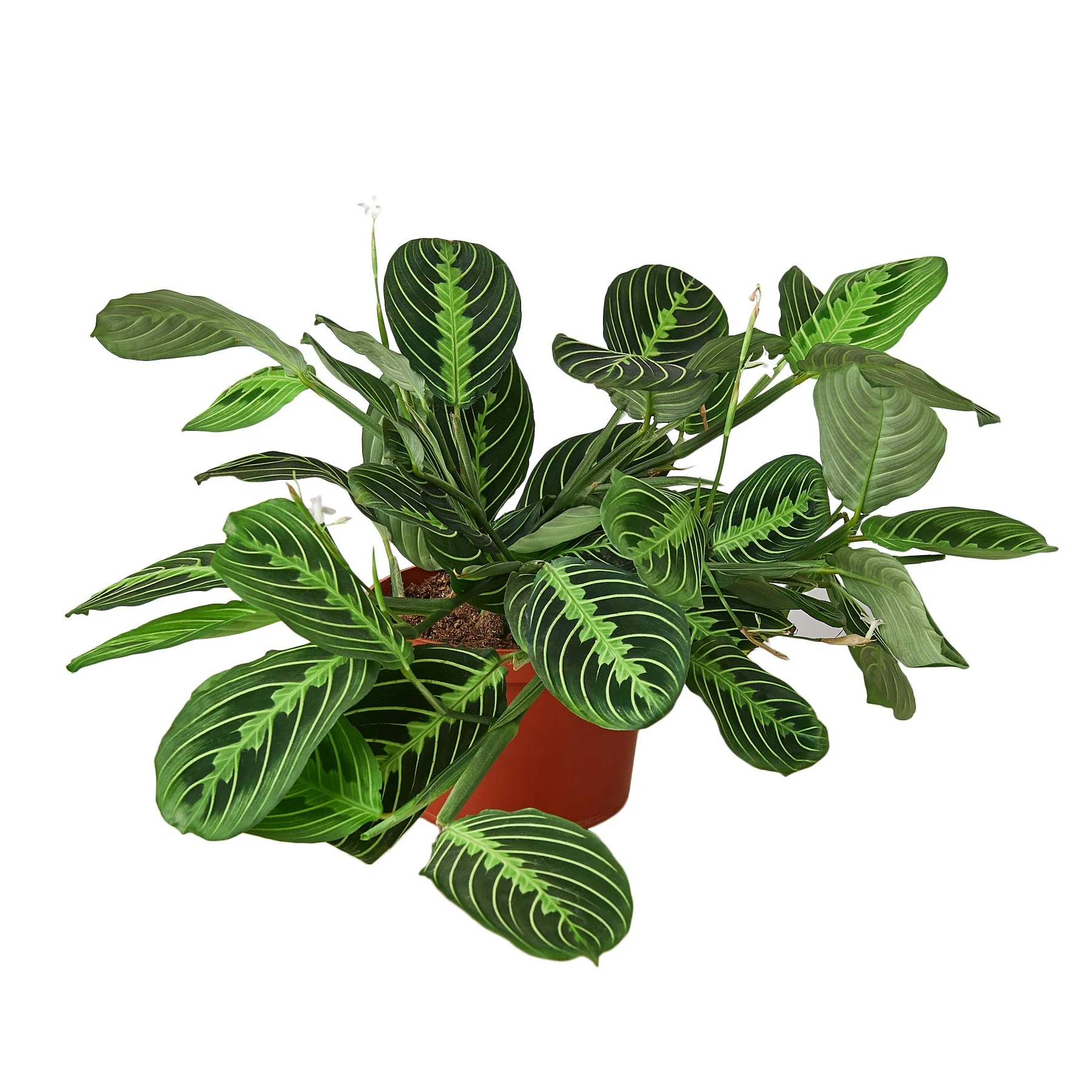Maranta ‘Lemon Lime’