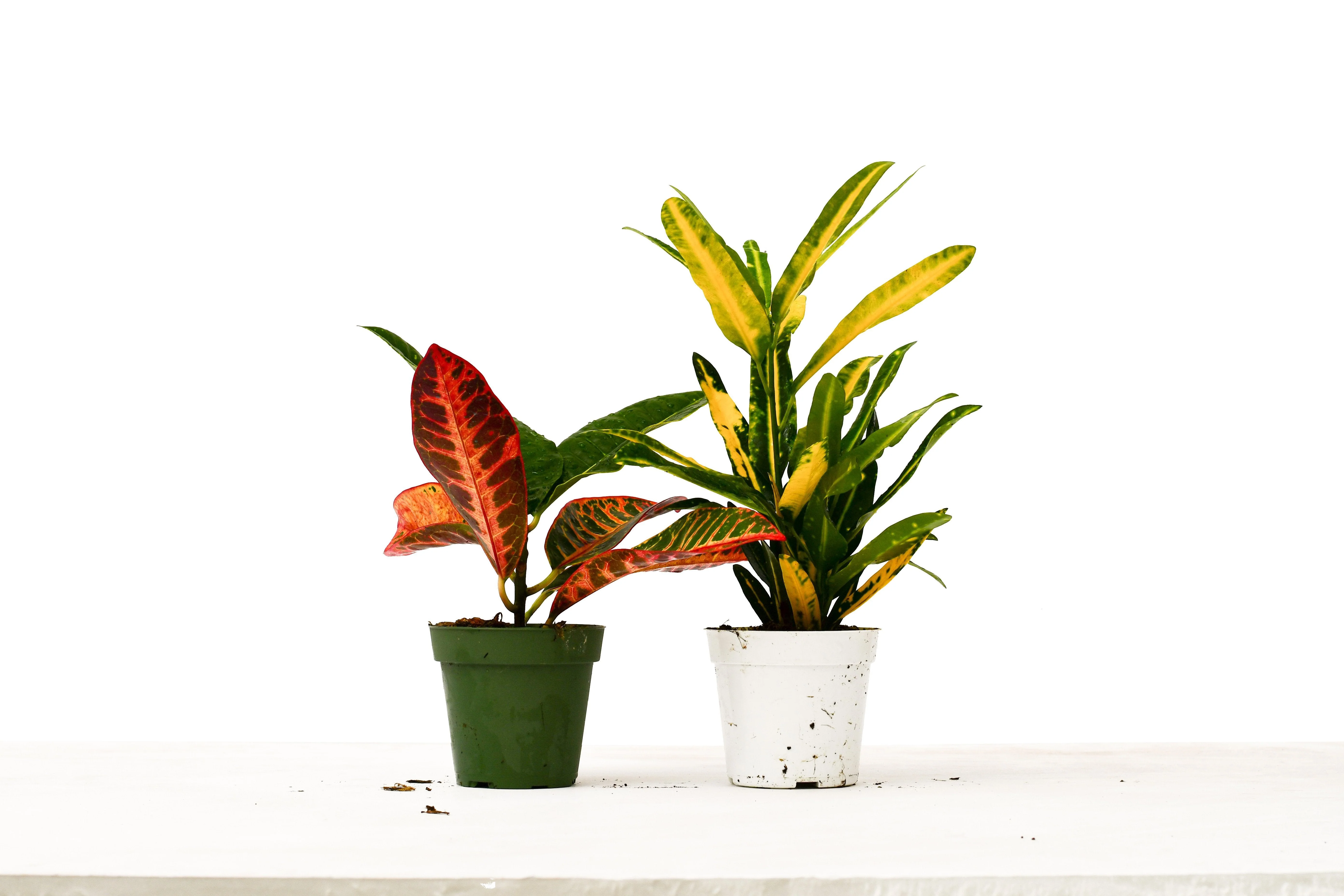 2 Croton Variety Pack – 4″ Pot