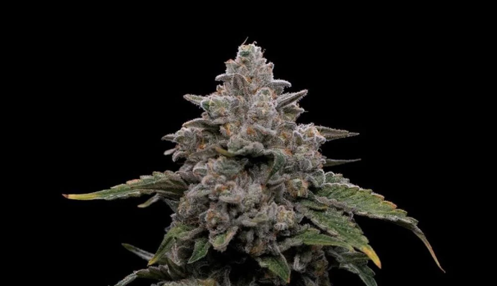 Honey Buns Clone