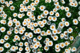 Daisy – Shasta Seed Pack