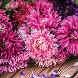 Aster – Crego Seed Pack