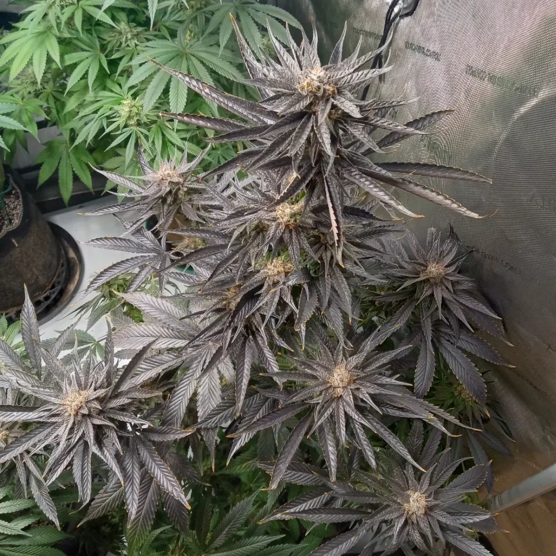 Mass Medical Strains – Blue Irene