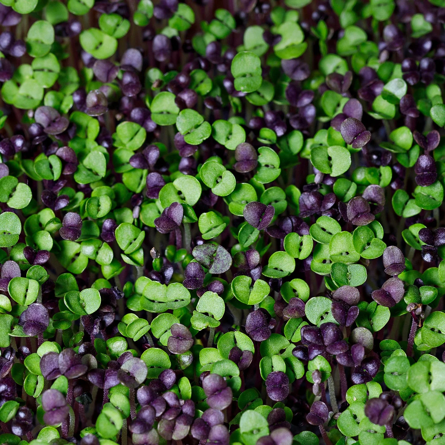 Microgreens Spicy Mix