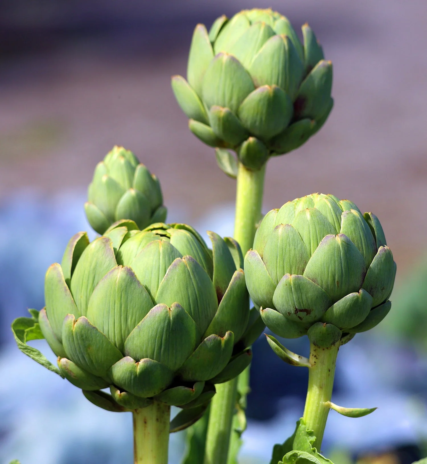 Artichoke – Green Globe Seed Pack