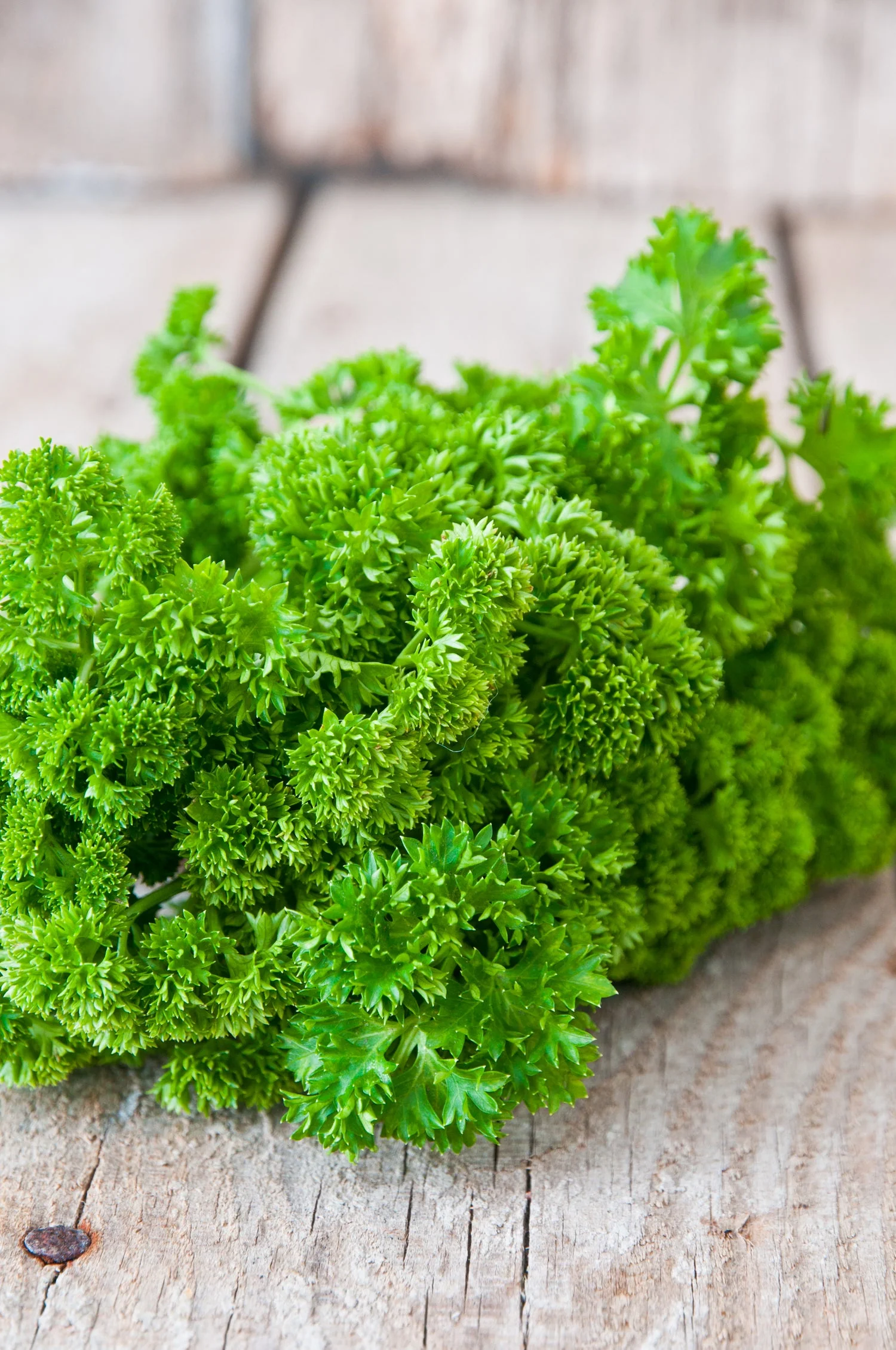 Parsley – Moss Curled Seed Pack