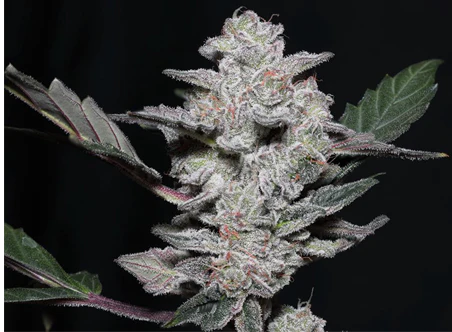 Twenty/20 Mendocino – Vidamints
